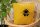 Bio-Kissenbezug Erdhummel, curry 40*40