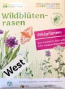 Wildblütenrasen WEST