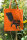Fashion-Bag Eichhörnchen orange